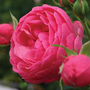 Vrtnice Floribunda - Roza - Pomponella® - 